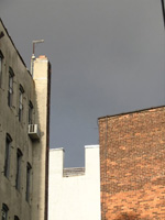 Noho backyard